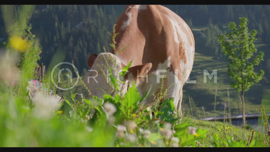 Frontal view of a grazing cow on a sunny day