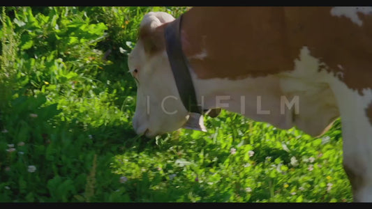 Cow grazing on a sunny day