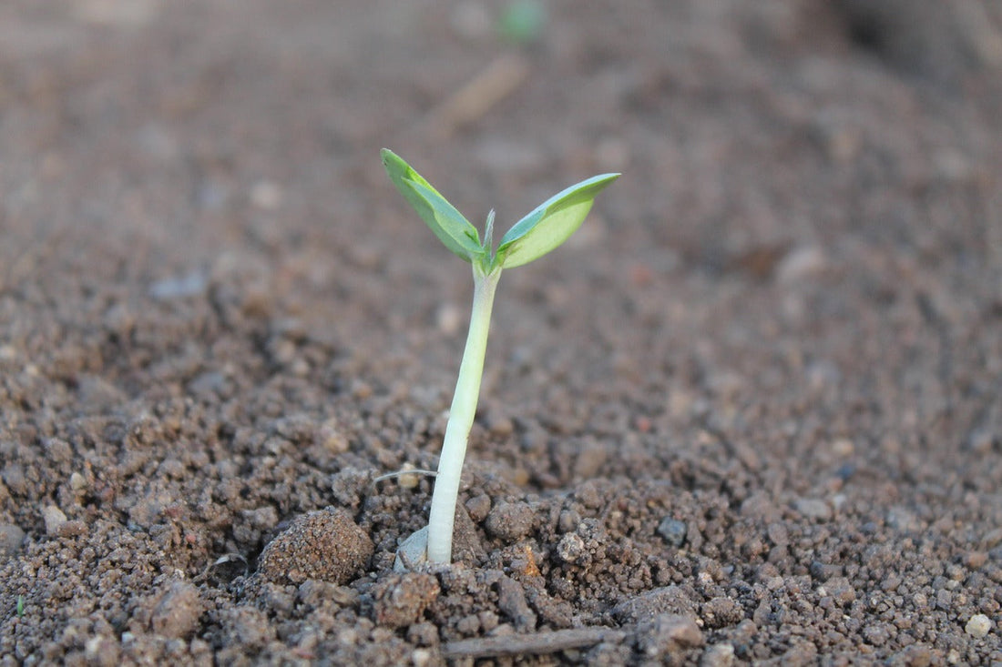 Time to grow!