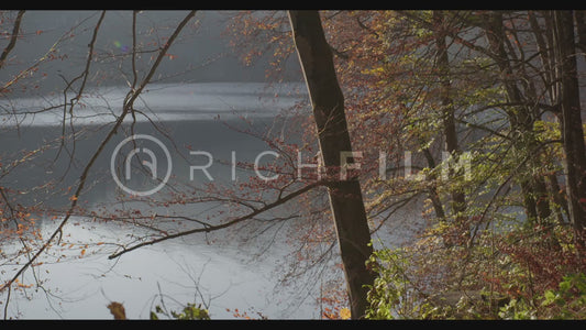 shot from a forest towards the lake and sunshine - V4