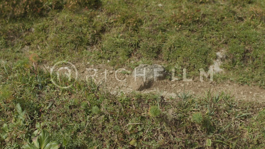 Close-up of a mountain bike tyre from the side on a small climb