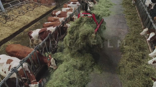 Recording the feeding and distribution of hay in the cow barn - V2